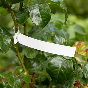 25 x 230mm LARGE LOOP / TREE Self-Tie Loop-Lock Label, 4-Across, WHITE