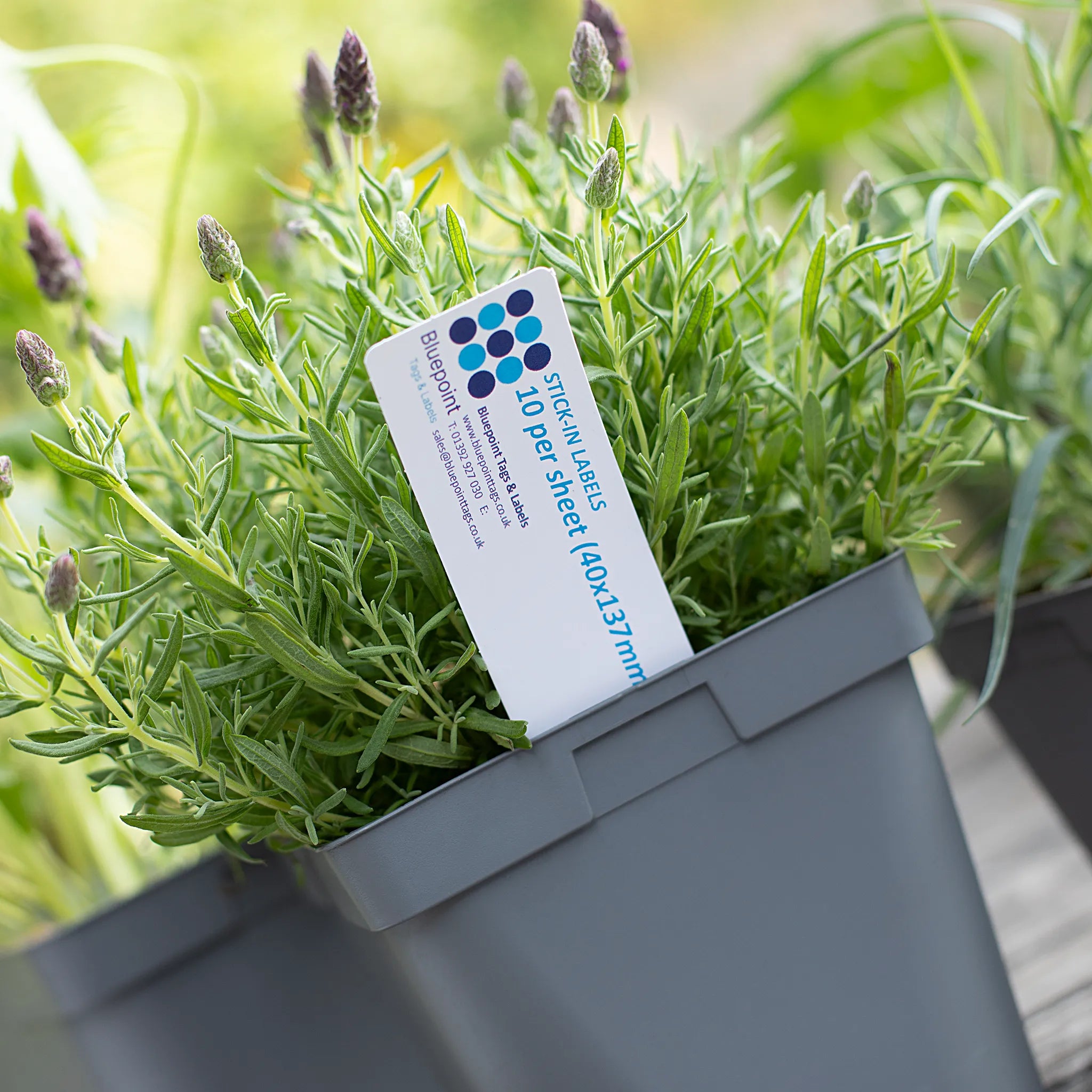 Stick In Label 40 x 137 mm – Bluepoint Labels